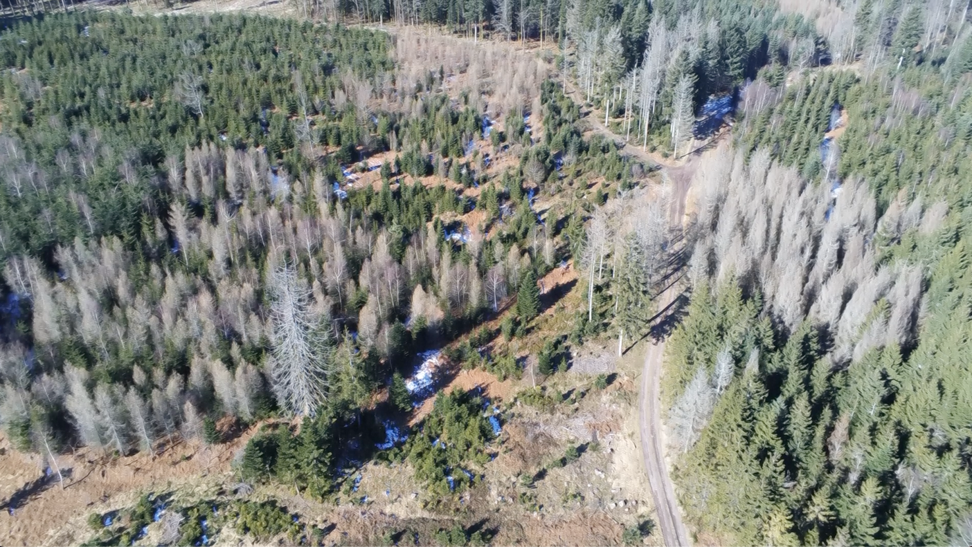 Parcelle forestière en cours de replantation, vue aérienne
