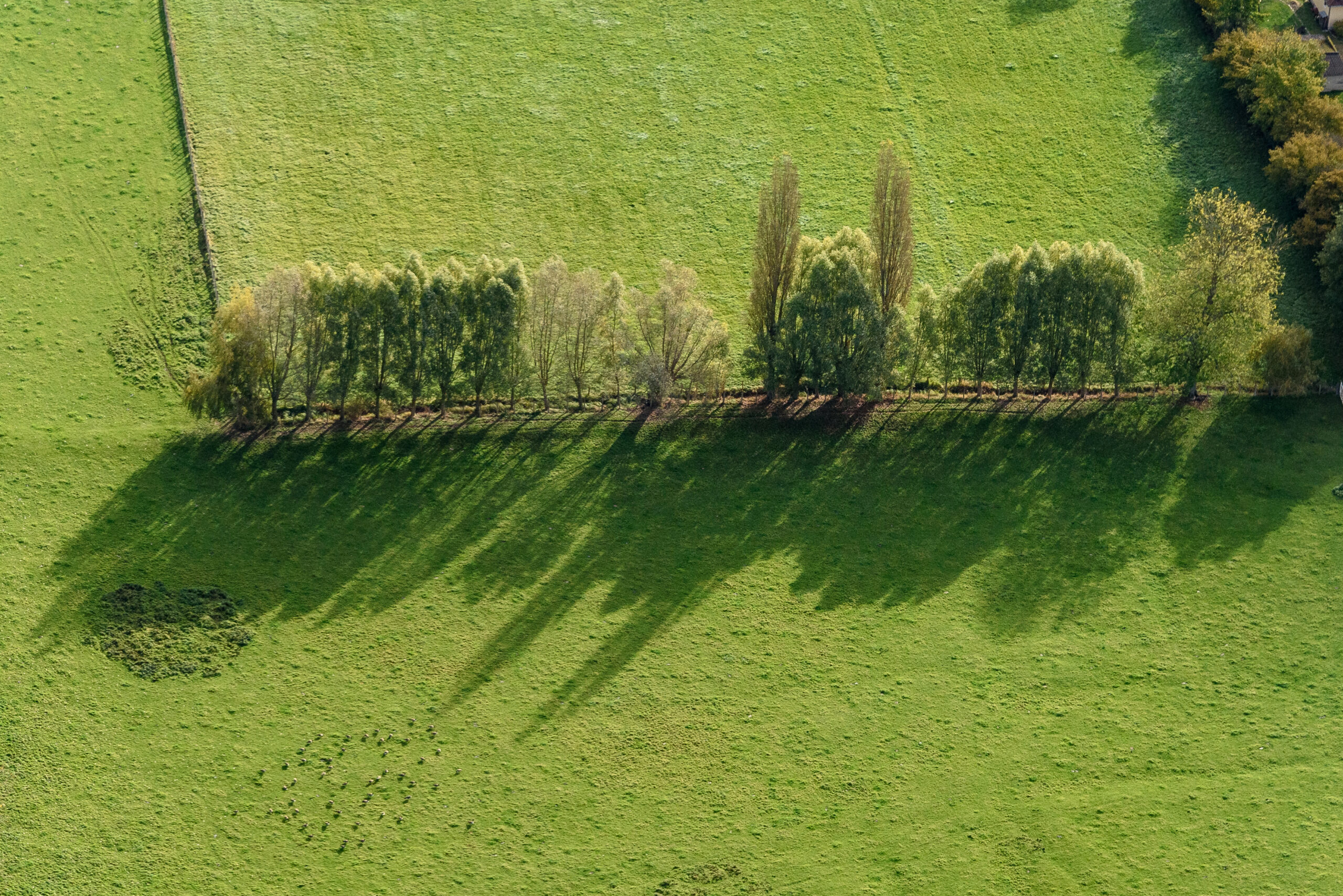Rangée d’arbres en bordure de prairie, vue aérienne