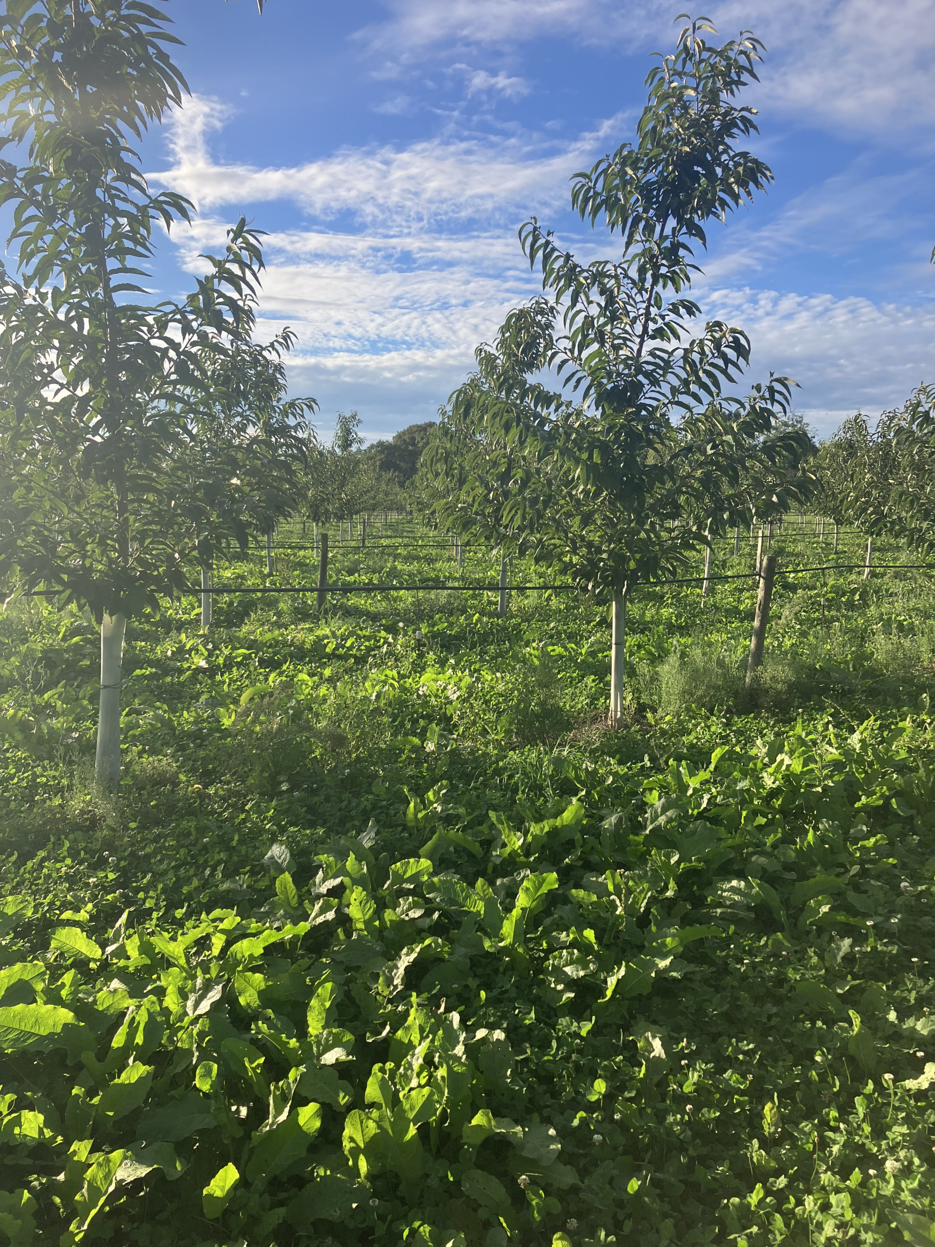 Verger de pommiers enherbé, projet financé